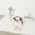 貝殻の仲間たちノーズワークおもちゃ+巾着袋付き - 画像 (6)