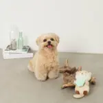 ラッコと貝殻おもちゃ - 画像 (3)