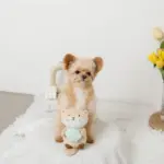 ラッコと貝殻おもちゃ - 画像 (4)