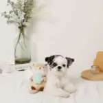 ラッコと貝殻おもちゃ - 画像 (6)