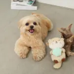 ラッコと貝殻おもちゃ - 画像 (7)