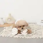 貝殻ノーズワークおもちゃ - 画像 (2)