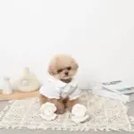 貝殻ノーズワークおもちゃ - 画像 (3)