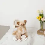 貝殻ノーズワークおもちゃ - 画像 (4)