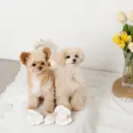 貝殻ノーズワークおもちゃ - 画像 (5)