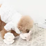 貝殻ノーズワークおもちゃ - 画像 (6)