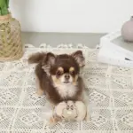 クッキー詰め合わせノーズワークおもちゃ - 画像 (5)