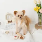 クッキー詰め合わせノーズワークおもちゃ - 画像 (6)