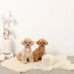 ノーズワークさいころおもちゃ - 画像 (2)