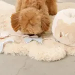 ノーズワークさいころおもちゃ - 画像 (3)