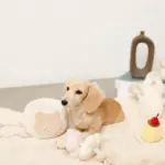 ノーズワークさいころおもちゃ - 画像 (4)