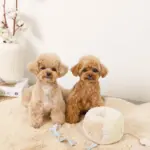 ノーズワークさいころおもちゃ - 画像 (5)