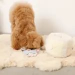 ノーズワークさいころおもちゃ - 画像 (6)