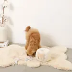 ノーズワークさいころおもちゃ - 画像 (7)