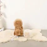 ノーズワークさいころおもちゃ - 画像 (8)