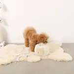 ノーズワークさいころおもちゃ - 画像 (9)