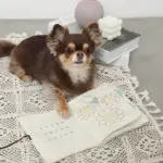 ノーズワークナチュラルブックおもちゃ - 画像 (6)