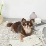 ノーズワークナチュラルブックおもちゃ - 画像 (8)