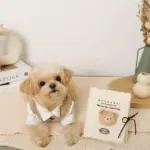 ノーズワークナチュラルブックおもちゃ - 画像 (10)