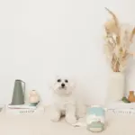 ノーズワークミルクのおもちゃ - 画像 (3)