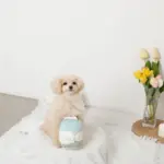 ノーズワークミルクのおもちゃ - 画像 (4)