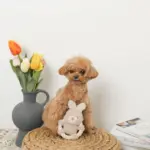 サークルロープうさぎさんぬいぐるみ - 画像 (2)