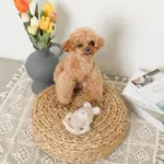 サークルロープうさぎさんぬいぐるみ - 画像 (5)