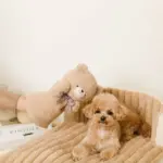 くまさんハンドパペット - 画像 (4)