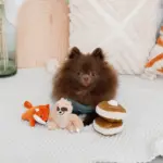 ちいさなナマケモノさん - 画像 (2)