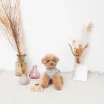 ちいさなナマケモノさん - 画像 (3)