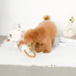 くるくる綱引きブタさん - 画像 (4)