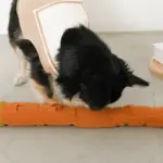 かたつむりノーズワークおもちゃ - 画像 (8)