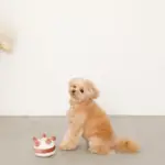 ホールケーキぬいぐるみ - 画像 (3)