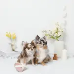 ノーズワークふんわりハートのおもちゃ - 画像 (2)