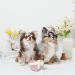 ノーズワークふんわりハートのおもちゃ - 画像 (3)