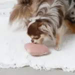 ノーズワークふんわりハートのおもちゃ - 画像 (4)