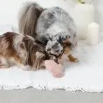 ノーズワークふんわりハートのおもちゃ - 画像 (5)