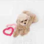 ハートのロープおもちゃSET - 画像 (4)