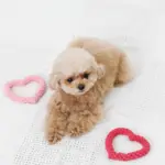 ハートのロープおもちゃSET - 画像 (6)