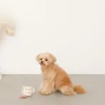 ノーズワークコーヒーカップぬいぐるみ - 画像 (3)