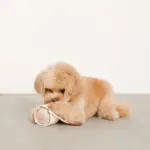 ノーズワークコーヒーカップぬいぐるみ - 画像 (4)