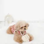 ノーズワークコーヒーカップぬいぐるみ - 画像 (8)