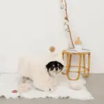 ノーズワークコーヒーカップぬいぐるみ - 画像 (10)