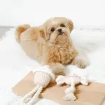 デンタルロープ鳴き笛入りマカロンカップケーキ - 画像 (2)