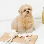 デンタルロープ鳴き笛入りマカロンカップケーキ - 画像 (4)