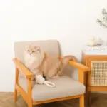 デンタルロープ鳴き笛入りマカロンカップケーキ - 画像 (6)