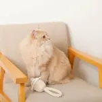 デンタルロープ鳴き笛入りマカロンカップケーキ - 画像 (7)