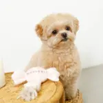 デンタルロープキャンディ - 画像 (2)