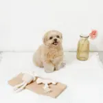 デンタルロープキャンディ - 画像 (3)