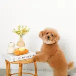 クロワッサンとバターのノーズワークぬいぐるみ - 画像 (4)